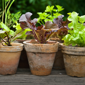 Plantez des laitues et autres herbes fraîches dans de petits pots en terracota
